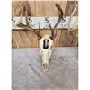 Image 4 : 3 Painted Whitetail Skulls Taxidermy
