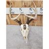 Image 6 : 3 Painted Whitetail Skulls Taxidermy