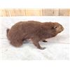 Image 5 : Juvenile Groundhog Full Body Taxidermy Mount