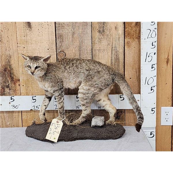 African Wildcat Full Body Taxidermy Mount