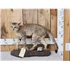 Image 1 : African Wildcat Full Body Taxidermy Mount