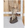 Image 3 : African Wildcat Full Body Taxidermy Mount