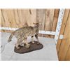 Image 5 : African Wildcat Full Body Taxidermy Mount