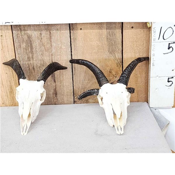 2 Juvenile Jacob's Shed Skulls Taxidermy