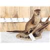 Image 3 : Otter Full Body Taxidermy Mount