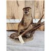 Image 4 : Otter Full Body Taxidermy Mount