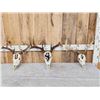 Image 1 : 3 Painted Whitetail Skulls Taxidermy
