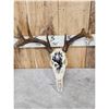 Image 4 : 3 Painted Whitetail Skulls Taxidermy
