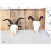 Image 1 : 2 Juvenile Jacob's Sheep Skulls Taxidermy