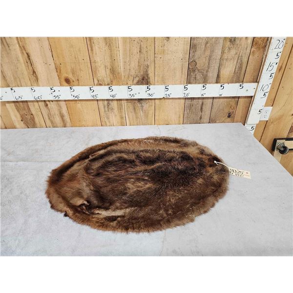 XL Soft Tanned Beaver Fur Taxidermy