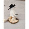 Image 2 : Sheriff Weasel Taxidermy Mount