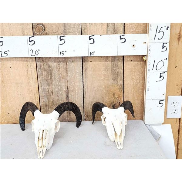 2 Juvenile Ram Sheep Skulls Taxidermy
