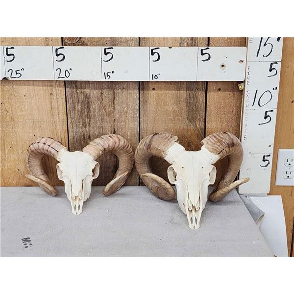 2 Ram Sheep Skulls Taxidermy