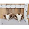 Image 1 : 2 Ram Sheep Skulls Taxidermy