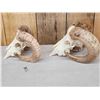 Image 2 : 2 Ram Sheep Skulls Taxidermy