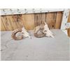 Image 3 : 2 Ram Sheep Skulls Taxidermy