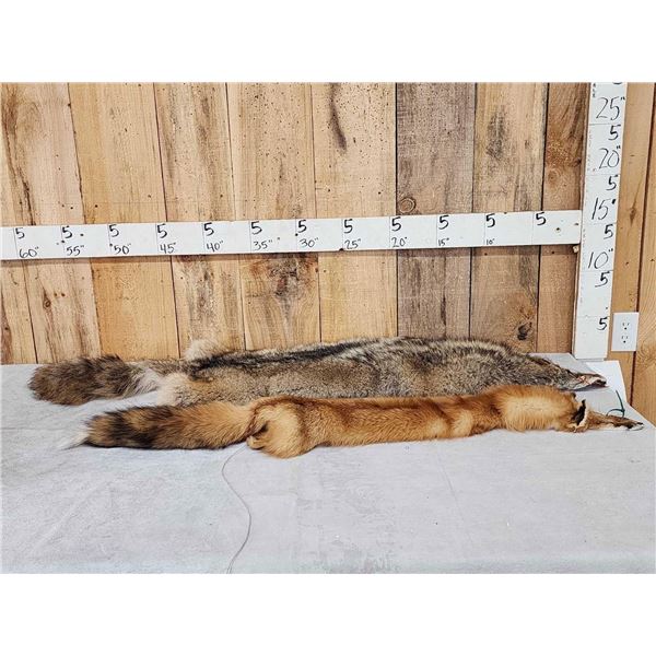 Soft Tanned Coyote & Fox Furs Taxidermy