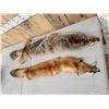 Image 2 : Soft Tanned Coyote & Fox Furs Taxidermy