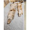 Image 4 : Soft Tanned Coyote & Fox Furs Taxidermy