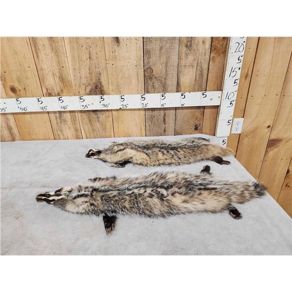 2 Soft Tanned Badger Furs Taxidermy