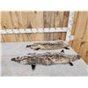 Image 1 : 2 Soft Tanned Badger Furs Taxidermy