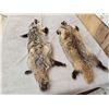 Image 2 : 2 Soft Tanned Badger Furs Taxidermy