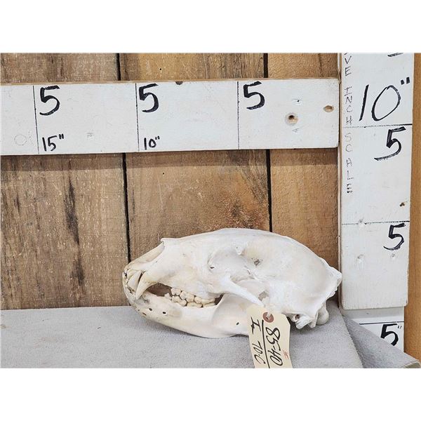 Black Bear Skull Taxidermy