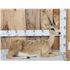 Image 1 : African Oribi Duiker Full Body Taxidermy Mount