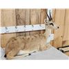 Image 3 : African Oribi Duiker Full Body Taxidermy Mount