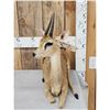 Image 4 : African Oribi Duiker Full Body Taxidermy Mount