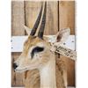 Image 6 : African Oribi Duiker Full Body Taxidermy Mount