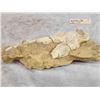 Image 3 : Fossilized Dinosaur Bone