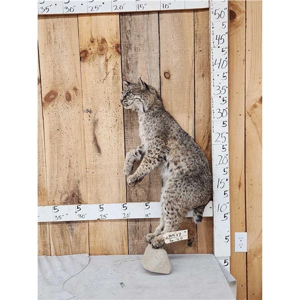 Bobcat Full Body Taxidermy Mount