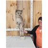 Image 2 : Bobcat Full Body Taxidermy Mount