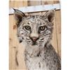 Image 7 : Bobcat Full Body Taxidermy Mount