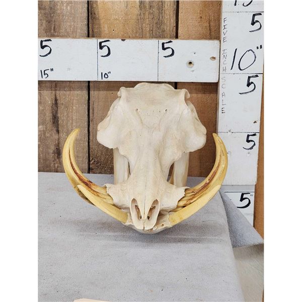 Big African Warthog Skull Taxidermy