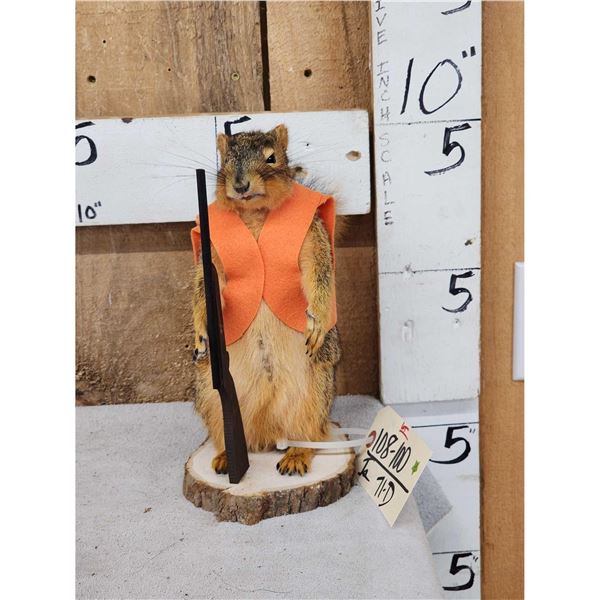 Hunting Squirrel Full Body Taxidermy Mount