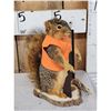 Image 2 : Hunting Squirrel Full Body Taxidermy Mount