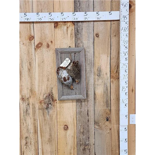 Quail Harvest Mount Bird Taxidermy