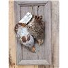 Image 2 : Quail Harvest Mount Bird Taxidermy