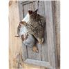 Image 3 : Quail Harvest Mount Bird Taxidermy