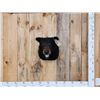 Image 1 : Bkack Bear Shoulder Mount Taxidermy
