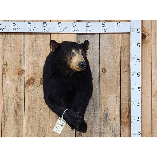 Black Bear Half Body Taxidermy Mount