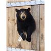 Image 2 : Black Bear Half Body Taxidermy Mount