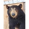 Image 3 : Black Bear Half Body Taxidermy Mount