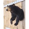 Image 4 : Black Bear Half Body Taxidermy Mount