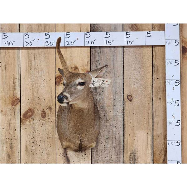 Rare Velvet Antlered Whitetail Doe Shoulder Mount Taxidermy