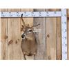 Image 1 : Rare Velvet Antlered Whitetail Doe Shoulder Mount Taxidermy