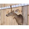 Image 2 : Rare Velvet Antlered Whitetail Doe Shoulder Mount Taxidermy