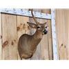 Image 3 : Rare Velvet Antlered Whitetail Doe Shoulder Mount Taxidermy